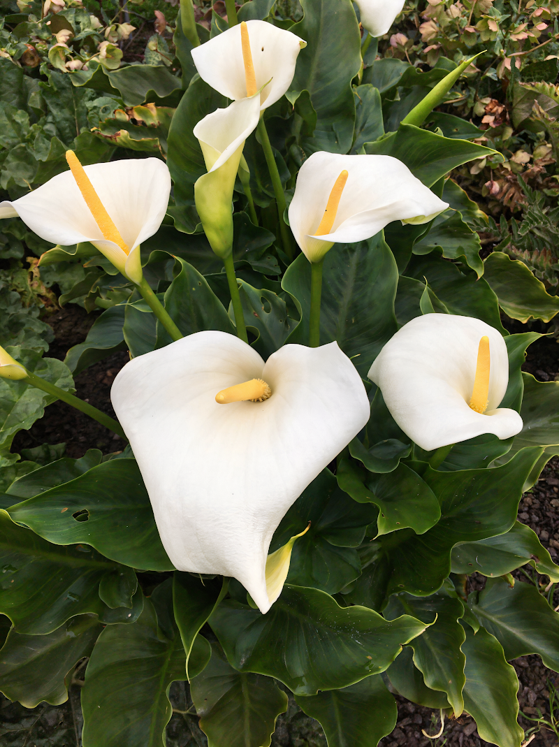 Zantedeschia aethiopica 'Snow White' fiore bianco in primo piano nel giardino acquatico