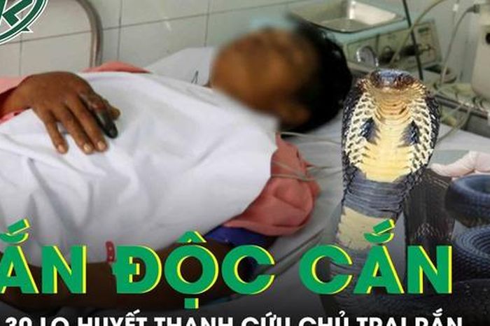 Tiêm 30 lọ huyết thanh cứu người chủ bị rắn độc cắn - Báo Sức Khỏe &amp; Đời Sống