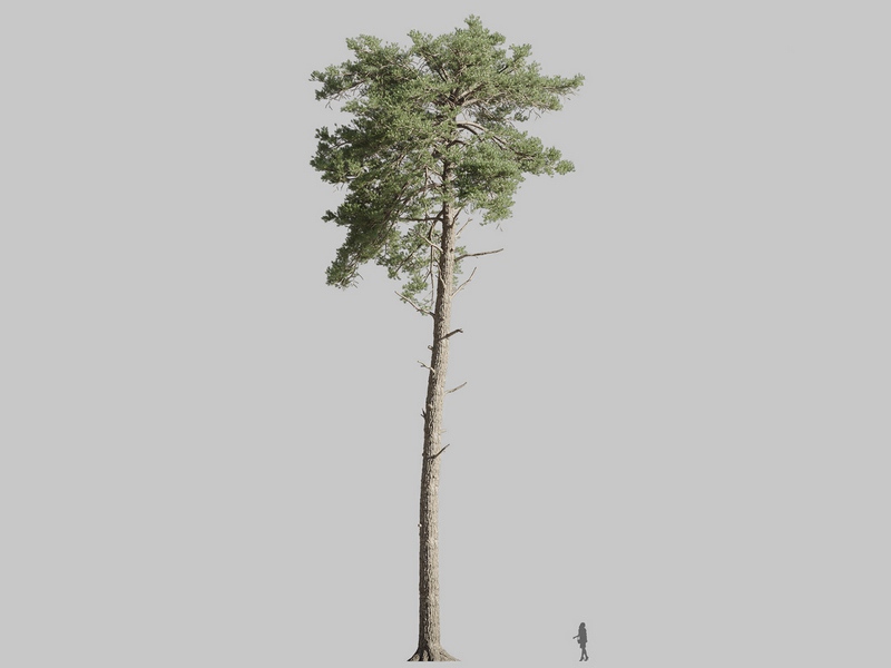 Maxtree - Plant Models Vol.126