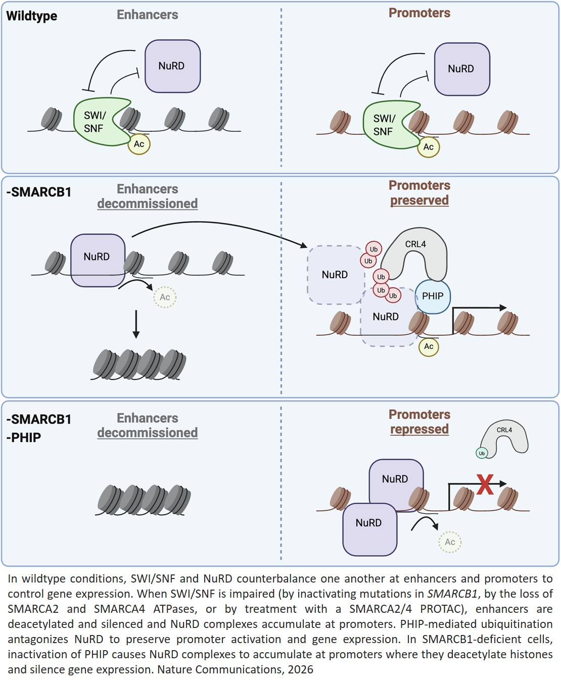 PHIP suppresses NuRD to enable the growth of SWI/SNF-mutant cancers
