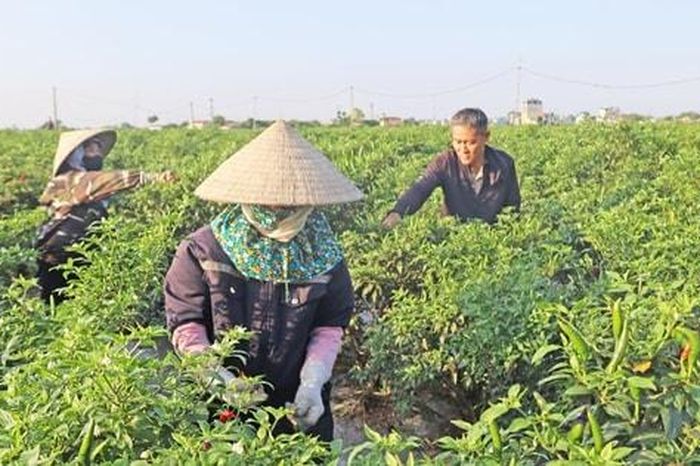 Nông nghiệp Hà Nội tìm hướng thay đổi để đáp ứng những đòi hỏi của thị trường - Báo Hà Nội Mới