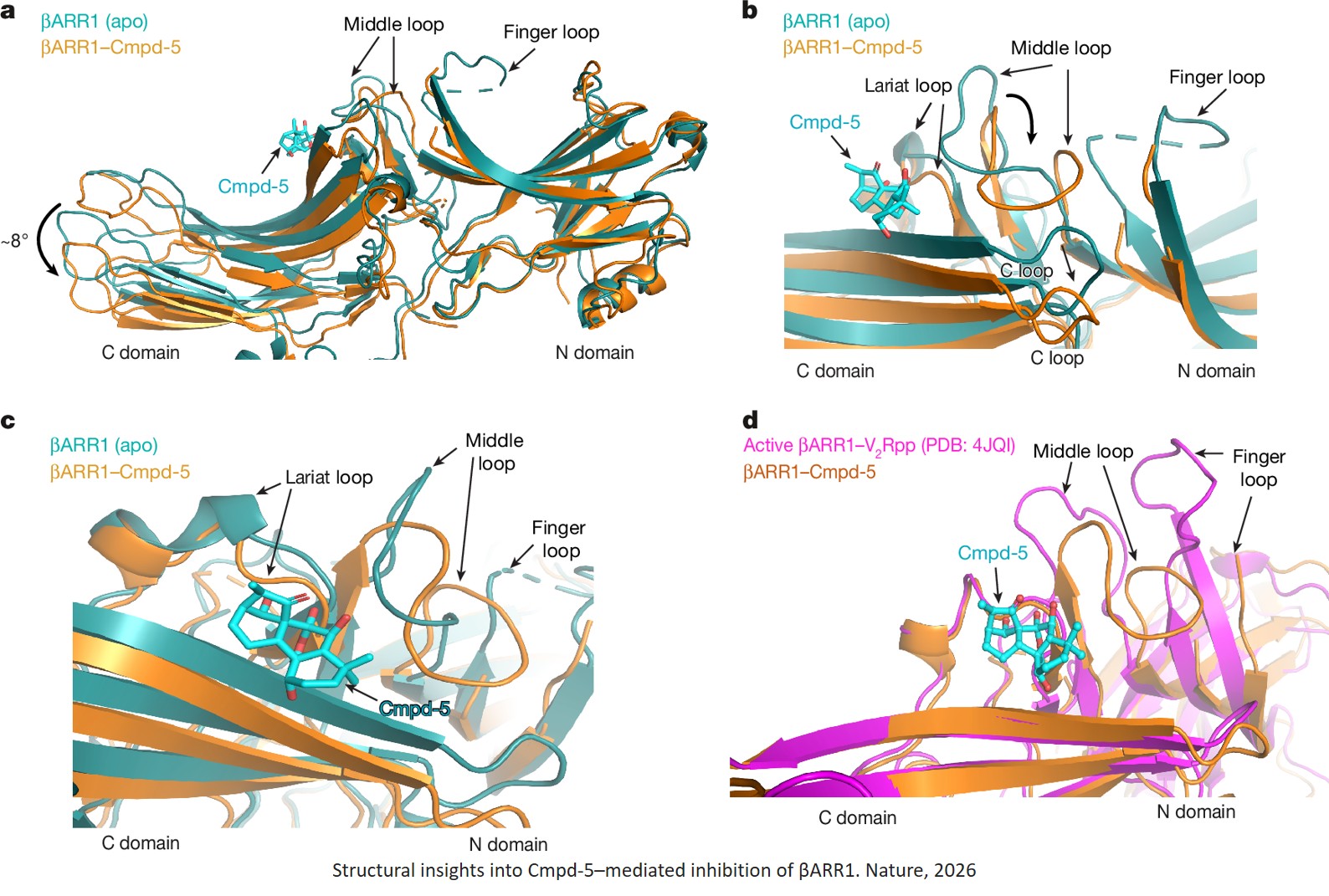 Small-molecule inhibitors for β-arrestin proteins