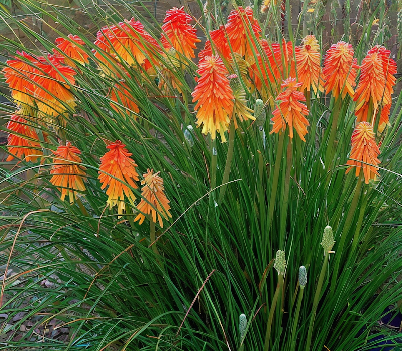 Kniphofia Ember Glow, fiori arancio-gialli in giardino soleggiato