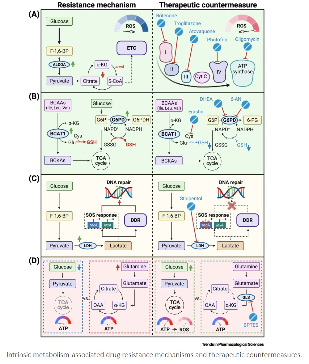 Targeting metabolism to combat anticancer and antibacterial drug resistance