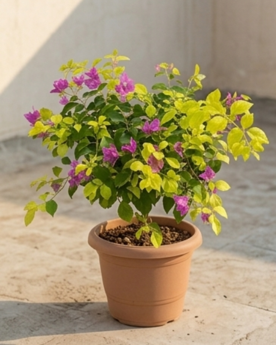 Imported Golden Fairytale Bando Bougainvillea Plant — view 3