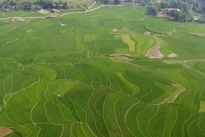 Hợp Thành mở rộng diện tích lúa chất lượng cao, hình thành vùng sản xuất hàng hóa tập trung - Báo Lào Cai