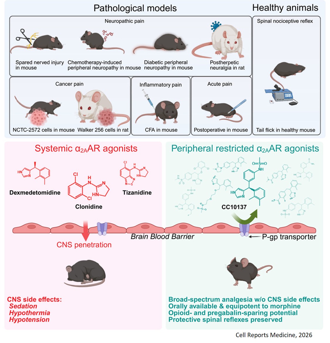 Discovery of a peripherally restricted α2AAR agonist as a safe and broad-spectrum oral analgesic