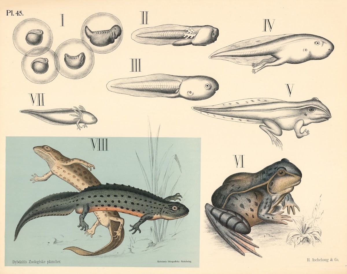 Nøgenhudede Haleløse halefroske og fiske froske 1881