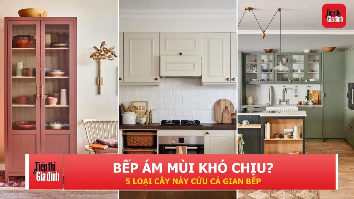 5 loại cây nên đặt trong bếp để khử mùi, giúp không gian luôn dễ chịu - Tạp chí Tiếp thị &amp; Gia đình