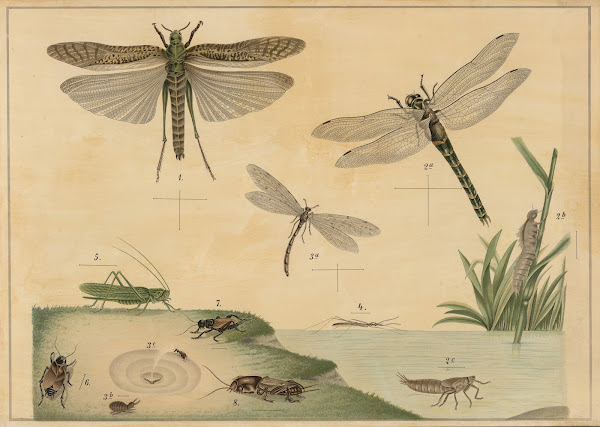 Various Insects 1895