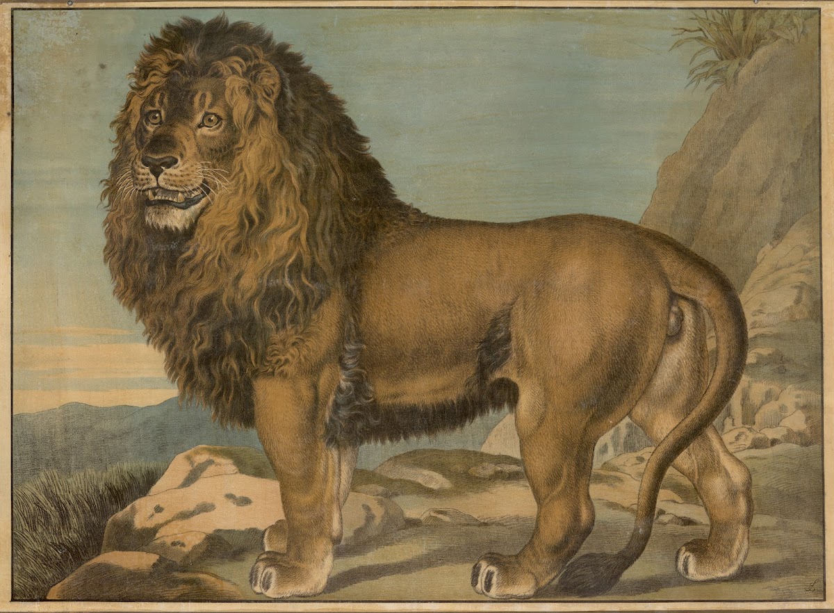 Lion 1884 13994x10284 (1)