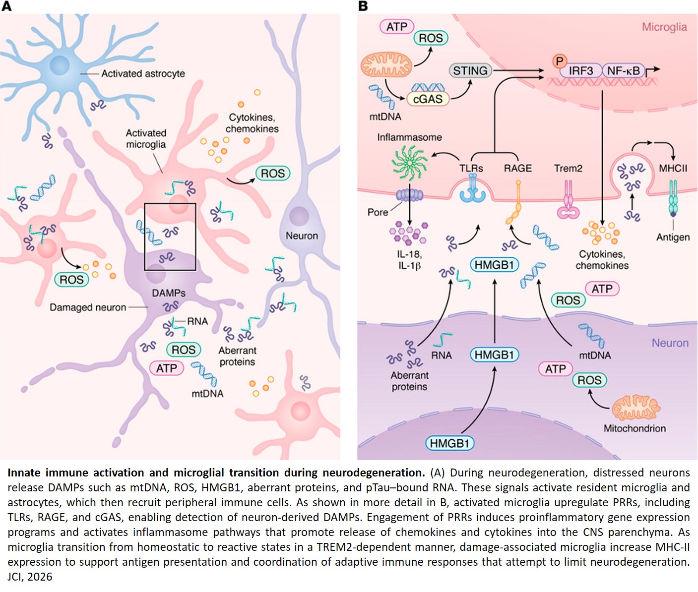 Immune signaling and function in neurodegeneration