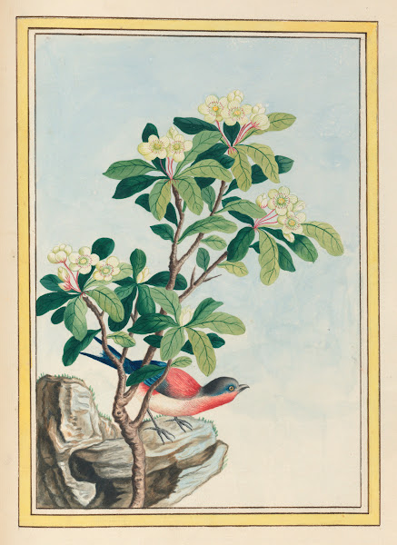 Plantes de Chine Pl060 1776
