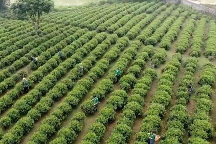 [Video] Giữ 'vàng xanh' trên núi Hồng Thái - Báo Nhân Dân