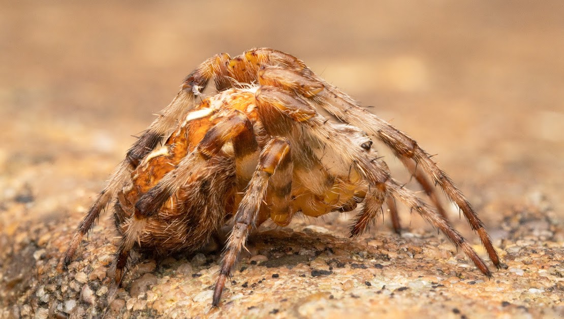 Araneus diadematus