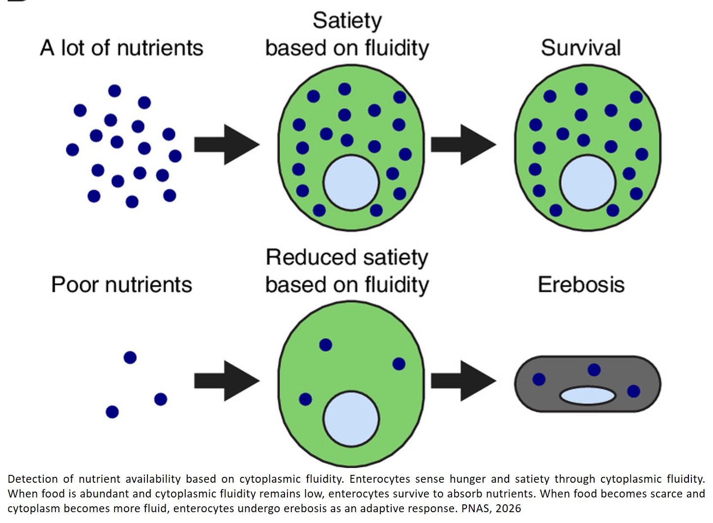 Cytoplasmic fluidity couples nutrient availability and enterocyte fate in vivo