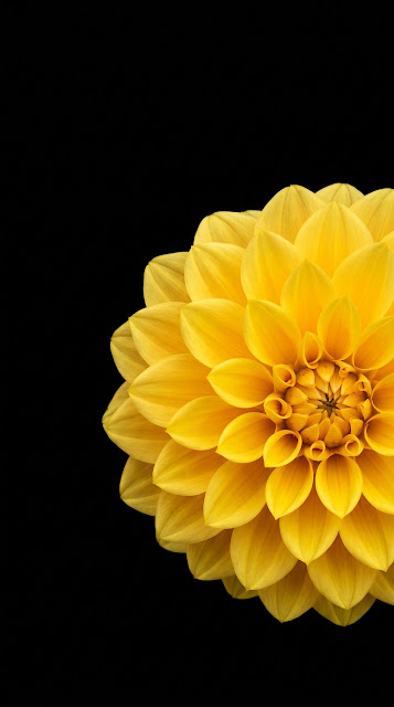Vibrant Yellow Dahlia Close Up Macro OLED Mobile Wallpaper - Free mobile Wallpaper