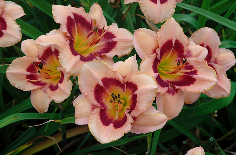 Hemerocallis Wineberry Candy in piena fioritura, fiori rosa e viola con centro giallo
