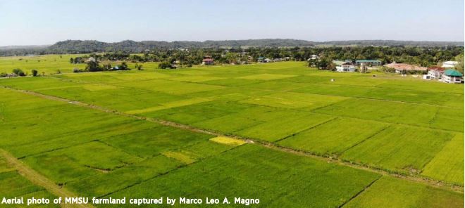 MMSU showcases rice demo farms, invigorates farmers