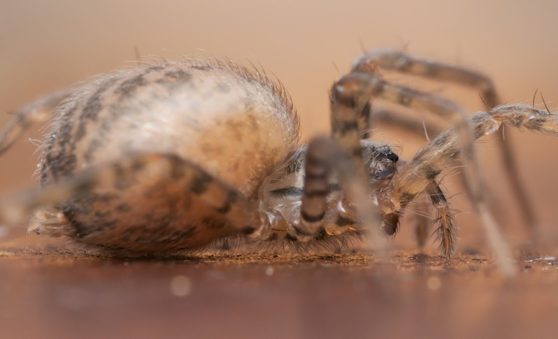 Tegenaria domestica