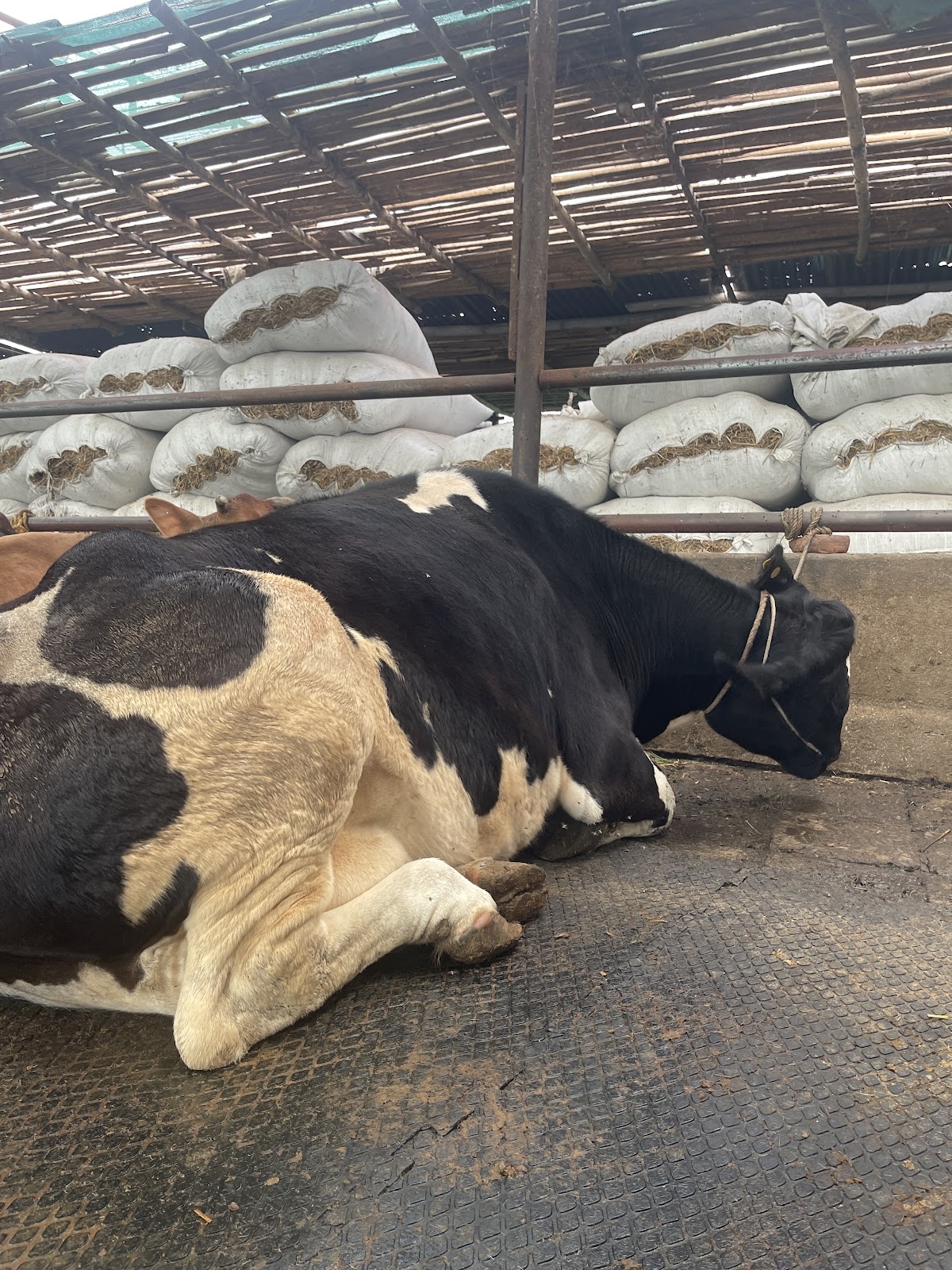 🥛 Fresh Organic Milk - Sabal Farm