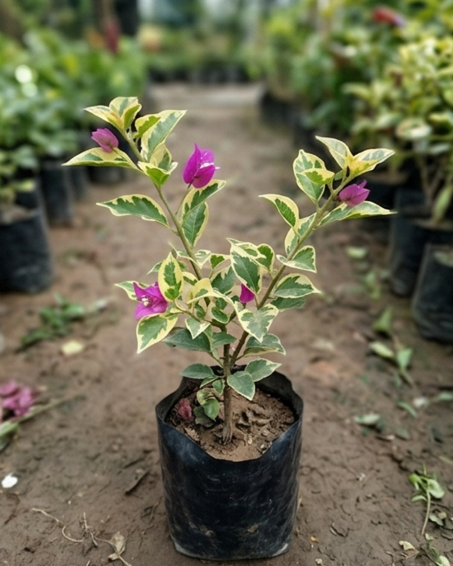 Imported Hawaii Violet Bougainvillea Plant — view 4