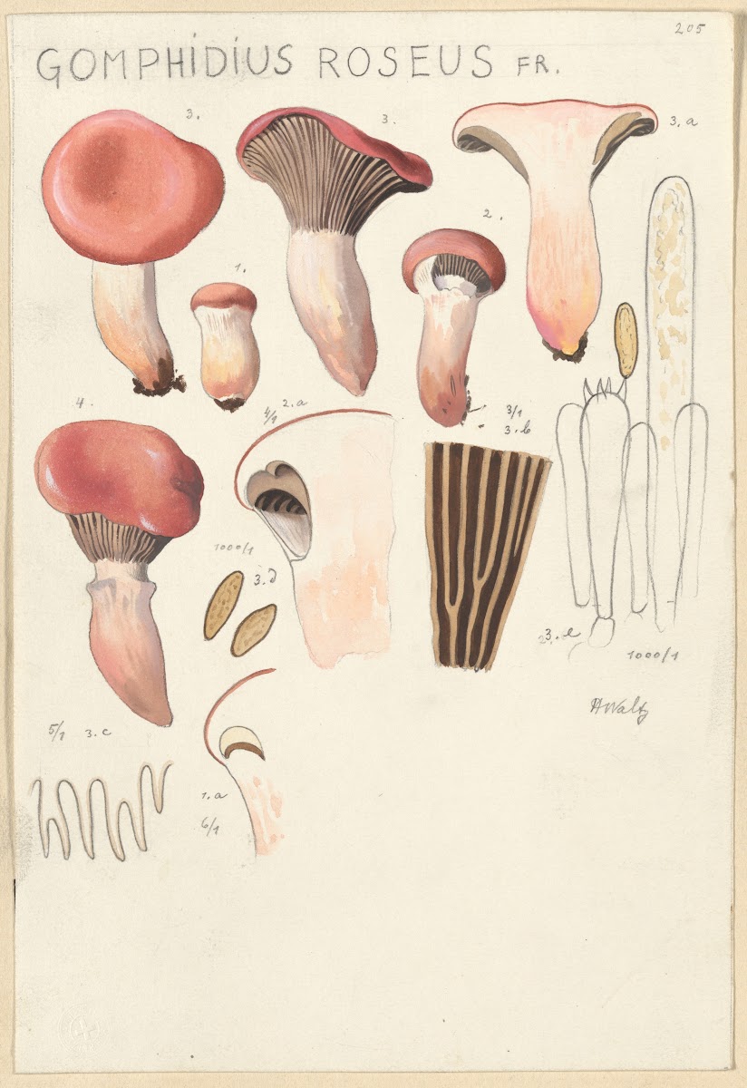 Gomphidius roseus 1915 1945