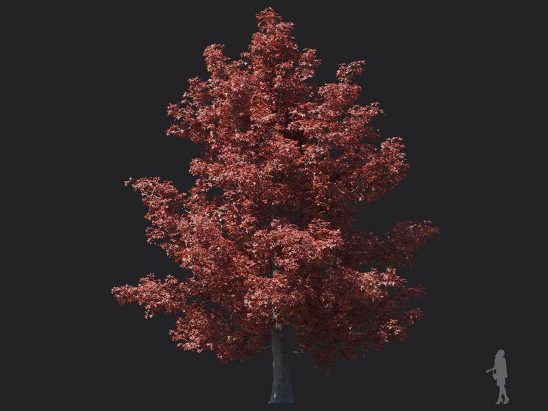 Maxtree - Plant Models Vol.116
