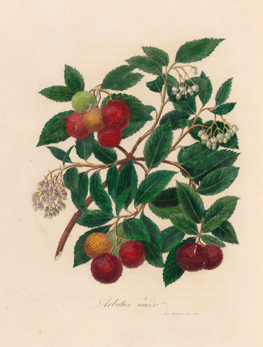 Arbutus unedo 1818 1824