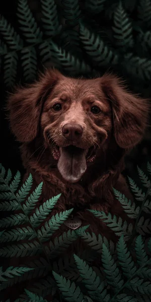 Dog, Havanese, Boykin Spaniel, Dog Breed, Puppy 4K iPhone Wallpaper Background