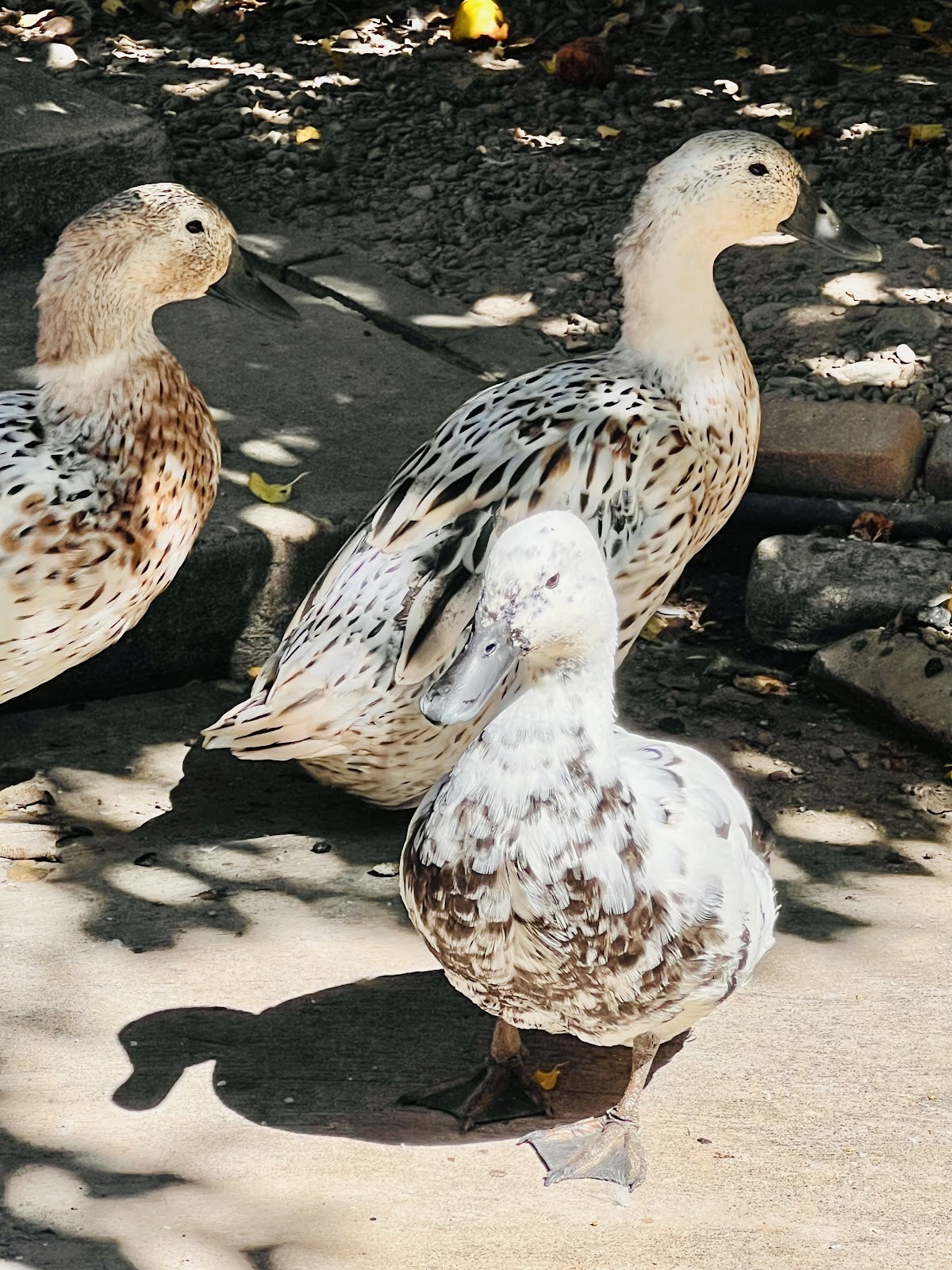 Welsh Harlequin Duckling