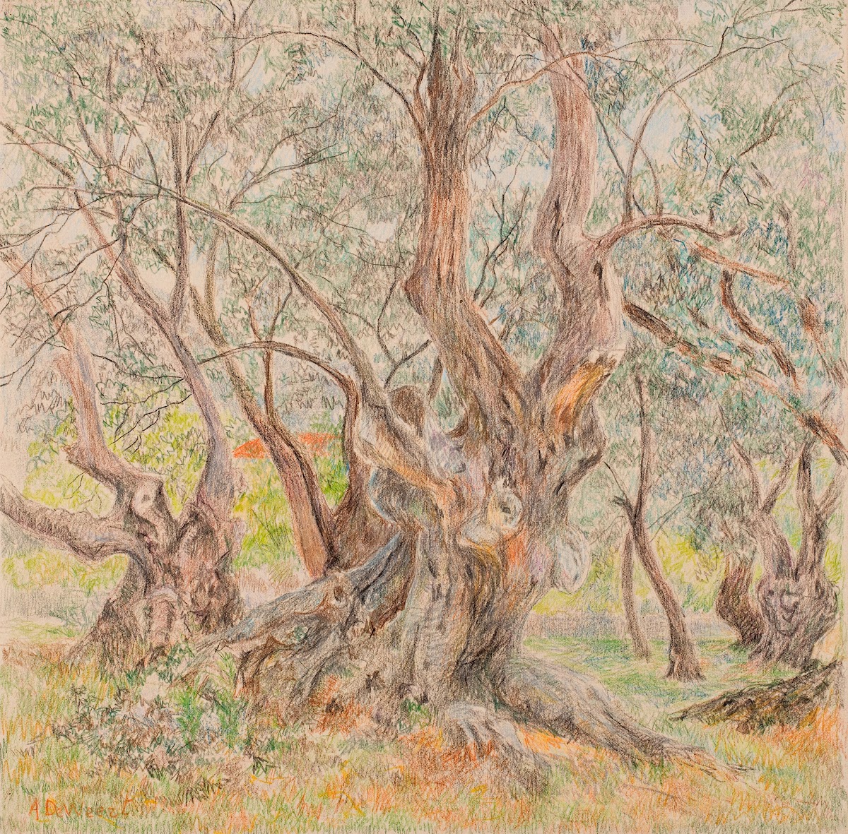 Old Olive Trees