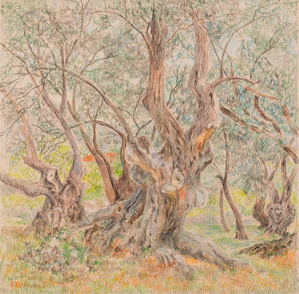 Old Olive Trees