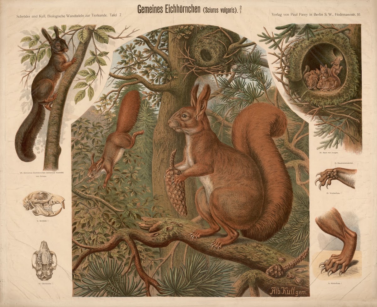 Squirrel Sciurus vulgaris