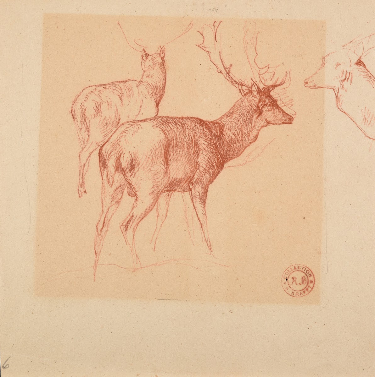 Étude de cerfs