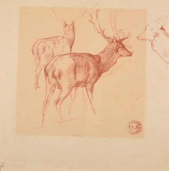 Étude de cerfs