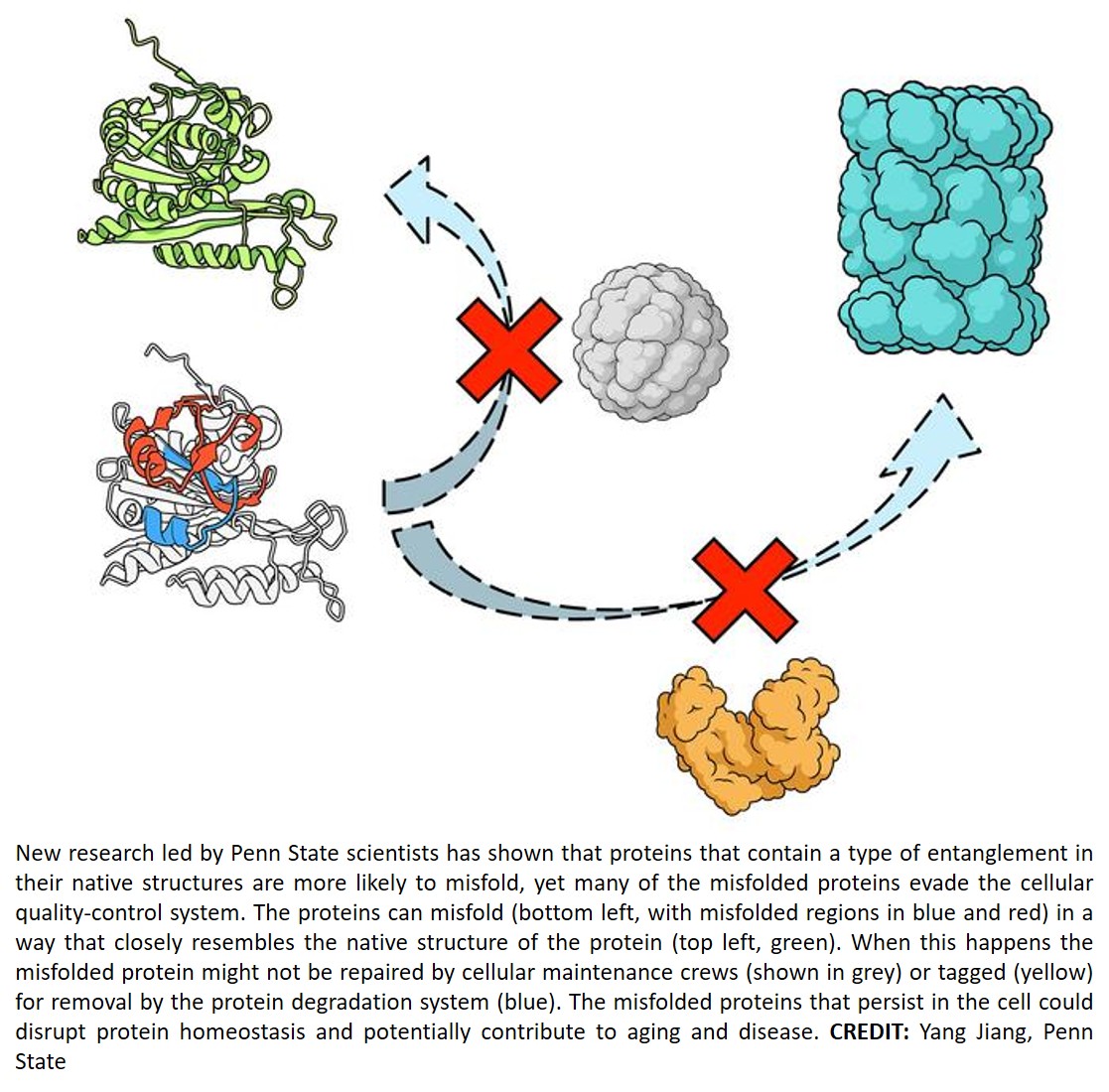 Protein entanglement misfolding influences whether proteins undergo proteasomal degradation or persist in near-native misfolded states
