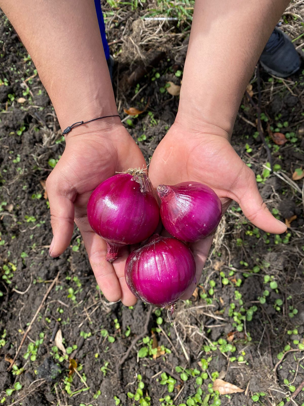Comprar Cebolla cabezona roja orgánico