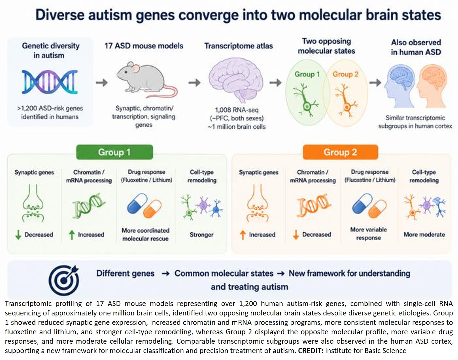 Autism-risk mutations reveal two opposing patterns of brain gene activity