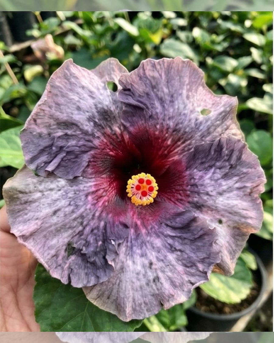 Hibiscus Drama Queen — view 3