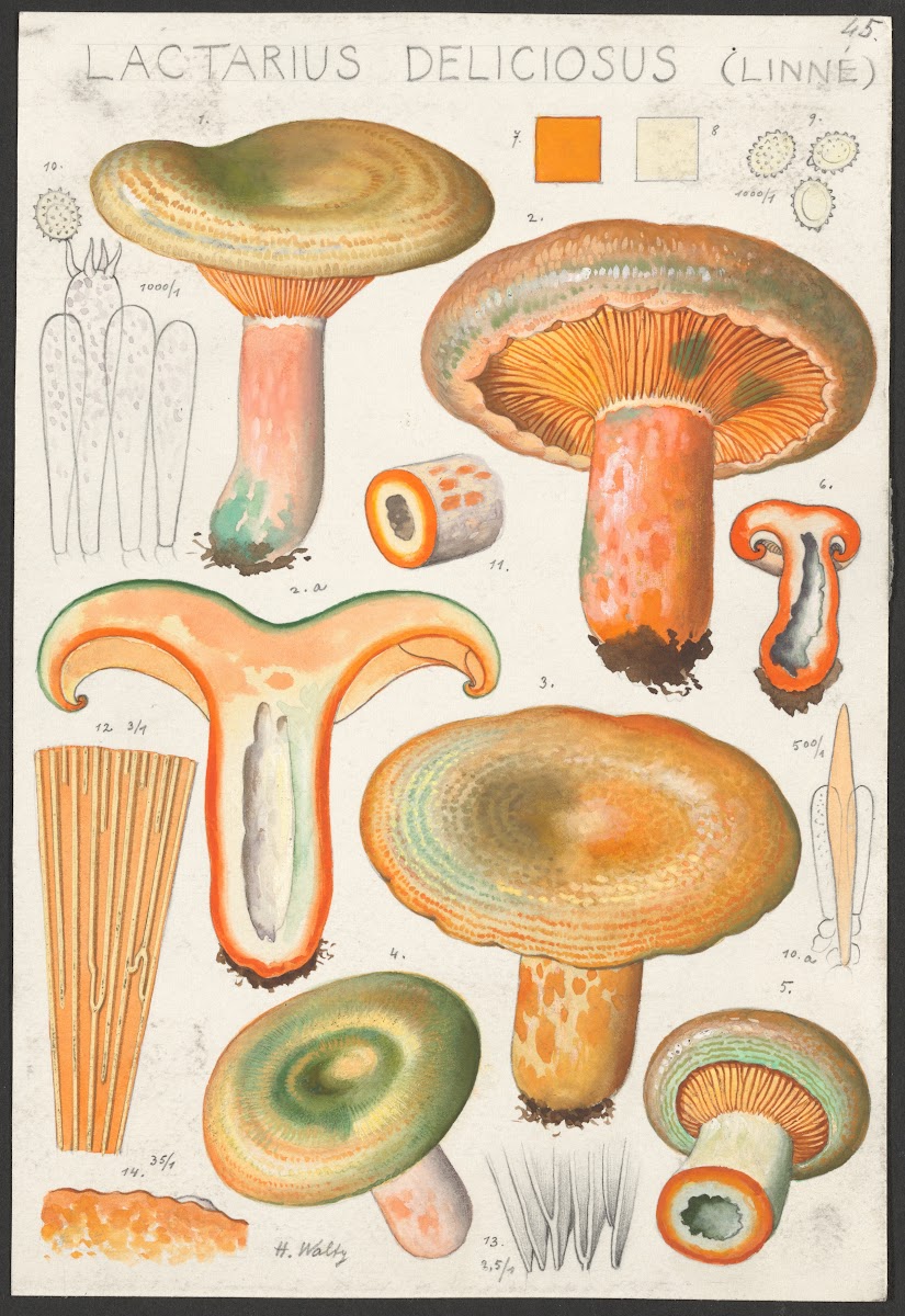 Lactarius deliciosus Linné 1915 1945