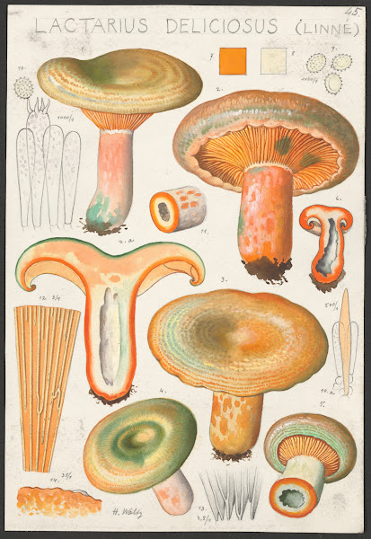 Lactarius deliciosus Linné 1915 1945
