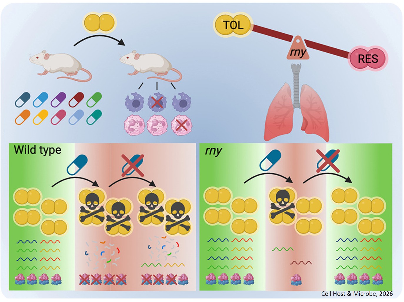 RNA quality control enables antibiotic tolerance