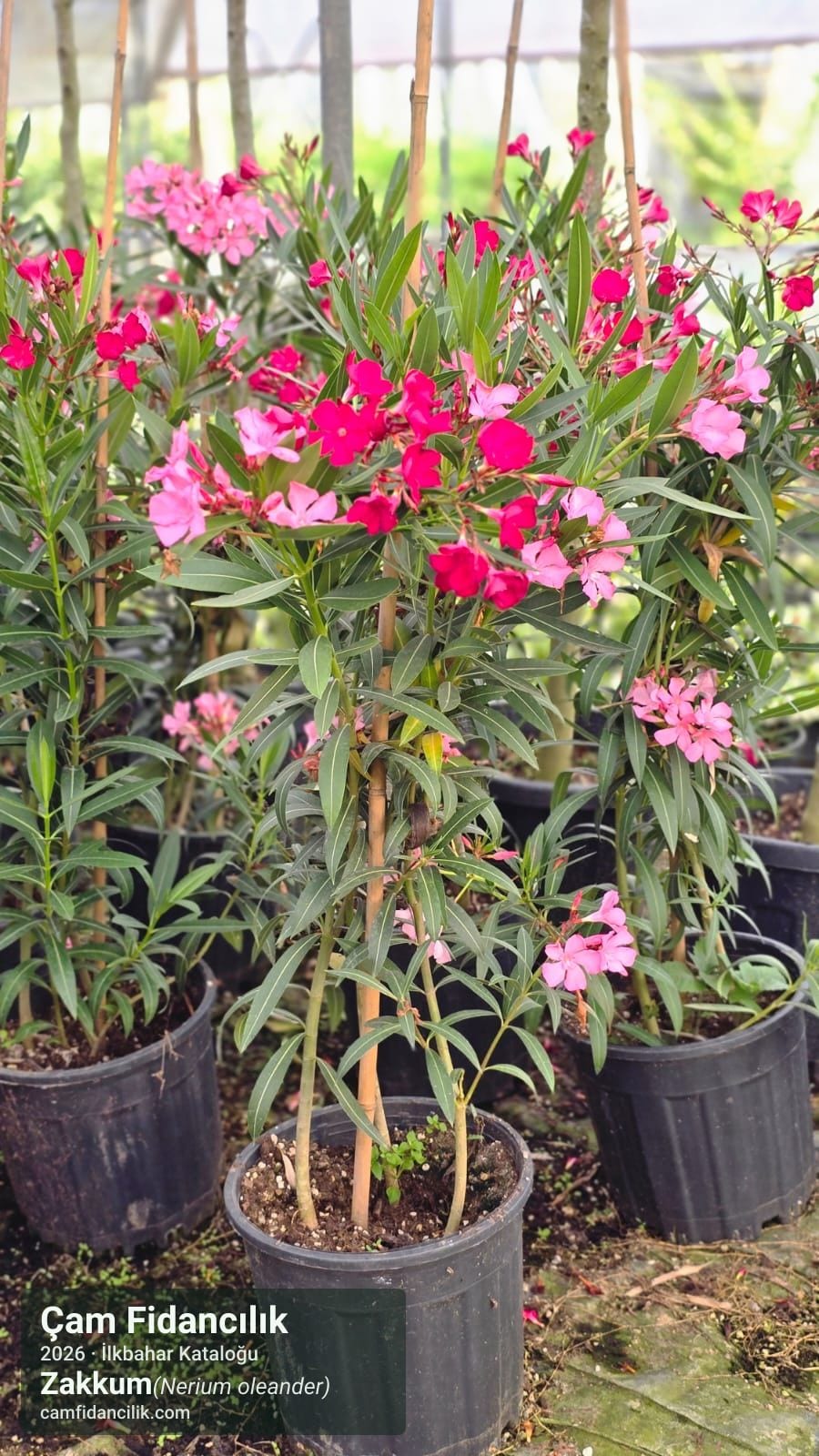 Zakkum - Nerium oleander Çam Fidancılık Yalova foto 2