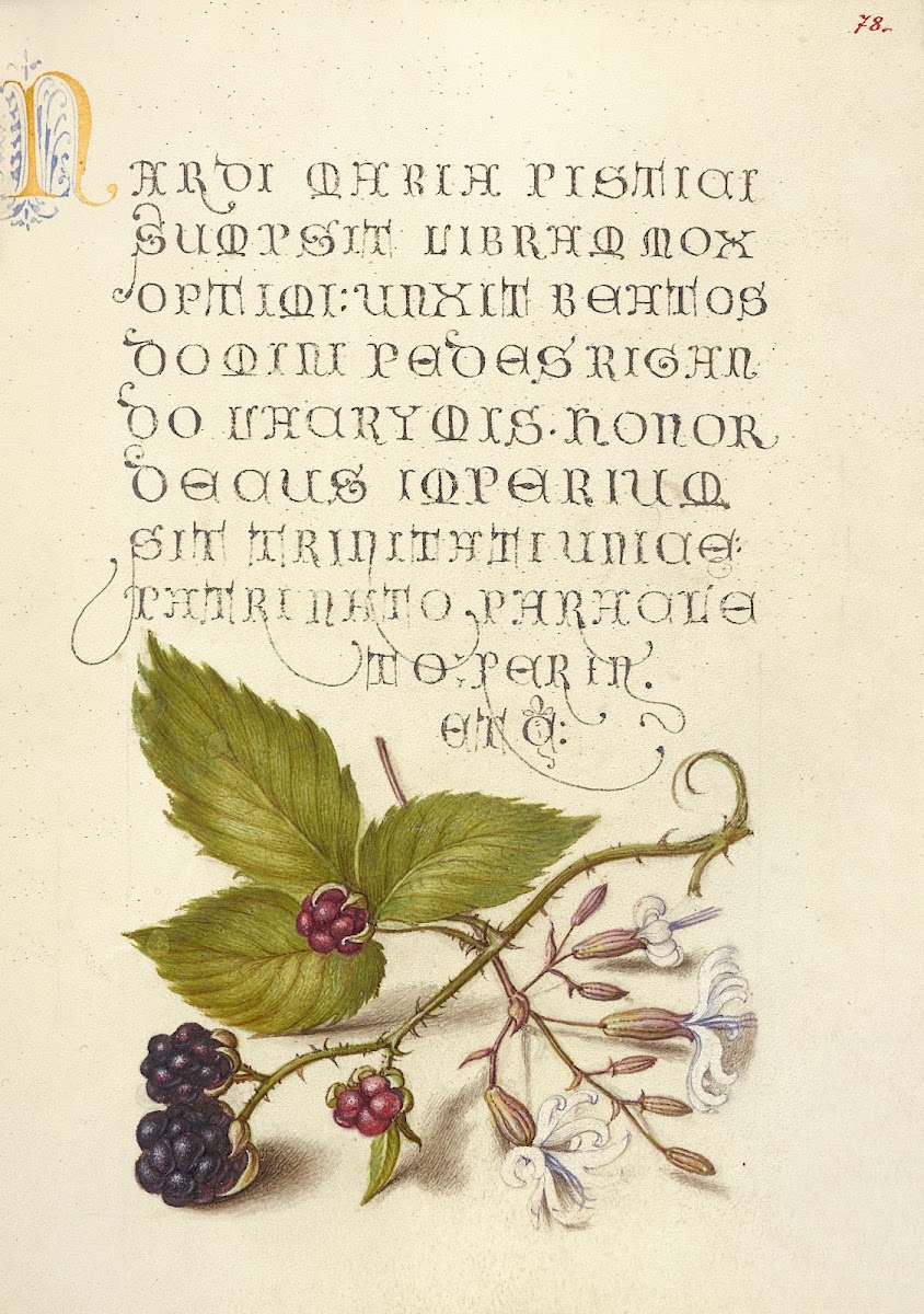 Blackberry and Nottingham Catchfly 15611596