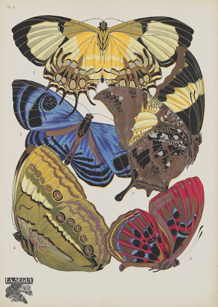 Papillons Pl04 1920