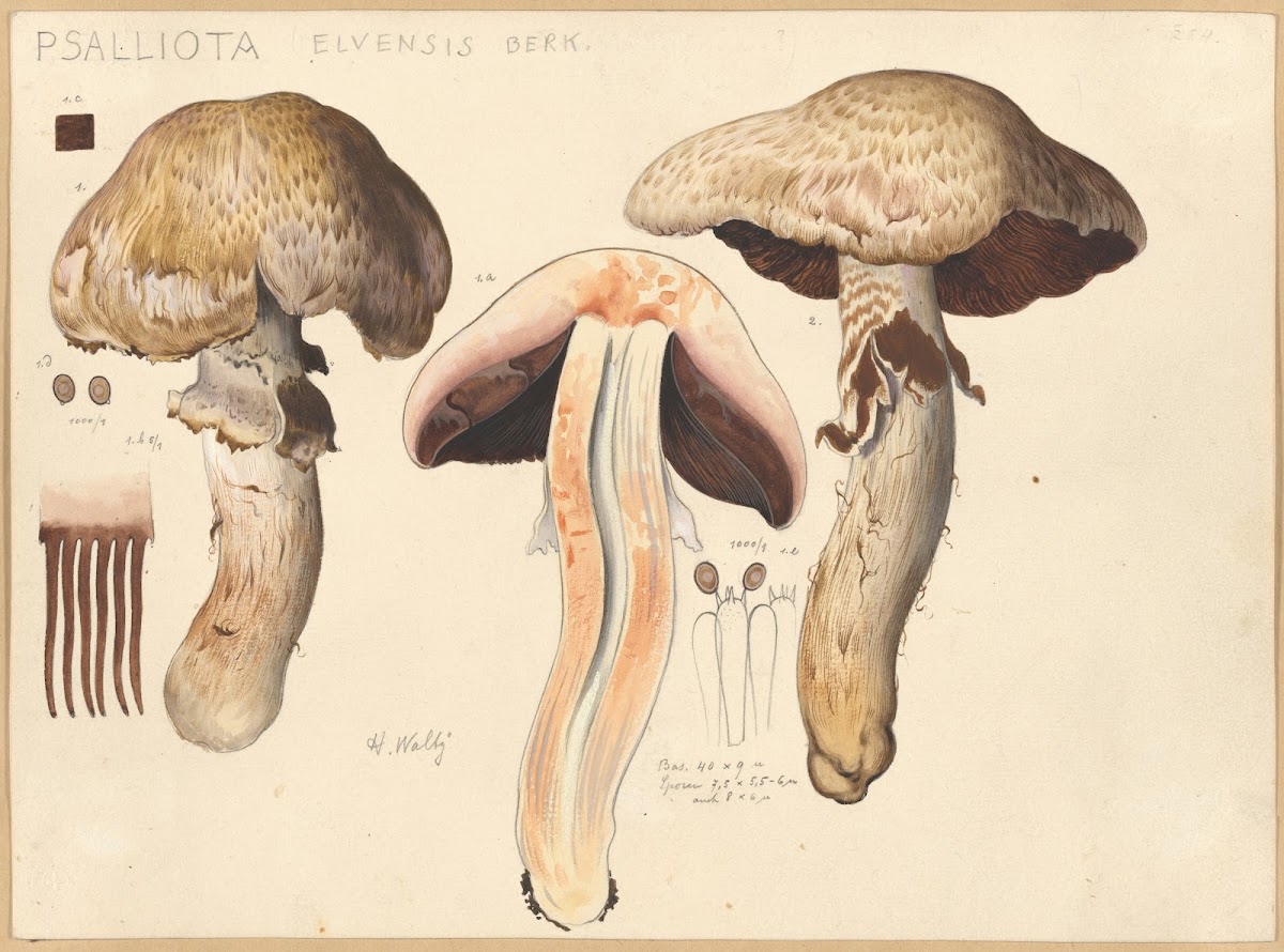 Psalliota elvensis Berk 1915 1945