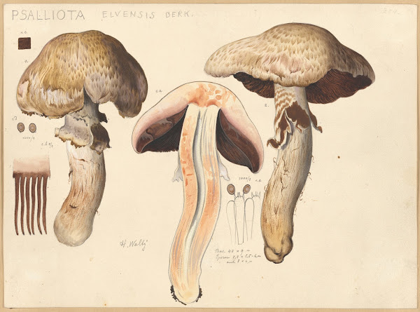 Psalliota elvensis Berk 1915 1945