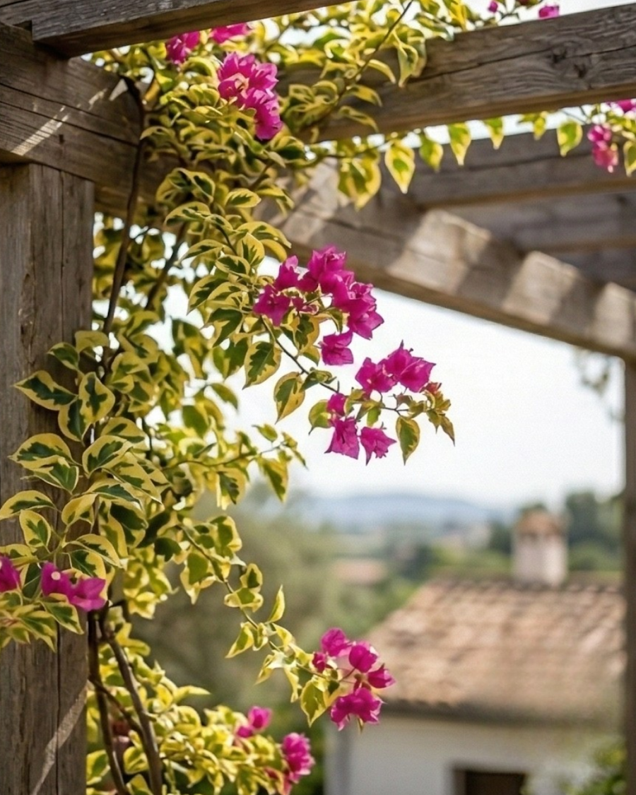 Imported Watermelon Variegated Bougainvillea Plant — view 2