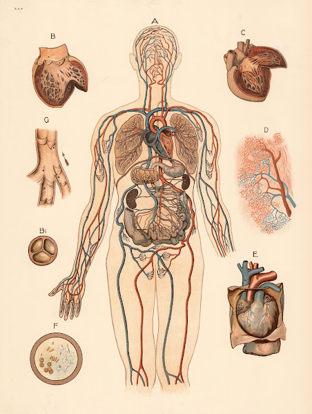 Blood circulation 1906